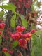 2701?width=100&height=80&name=euonymus-e