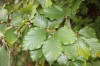 2708?width=100&height=80&name=fagus-sylv