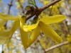 2709?width=100&height=80&name=forsythia-