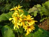 270?width=100&height=80&name=ligularia-w