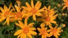 271?width=100&height=80&name=ligularia-x