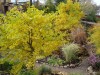 2726?width=100&height=80&name=ginkgo-bil