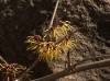 2728?width=100&height=80&name=hamamelis-