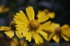 2729?width=100&height=80&name=helenium-a