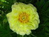 272?width=100&height=80&name=paeonia-ito