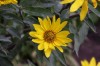 2731?width=100&height=80&name=helianthus