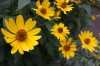 2733?width=100&height=80&name=heliopsis-