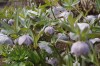 2734?width=100&height=80&name=helleborus