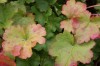 2735?width=100&height=80&name=heuchera-a