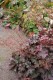 2736?width=100&height=80&name=heuchera-m