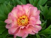 273?width=100&height=80&name=paeonia-ito