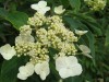 2741?width=100&height=80&name=hydrangea-