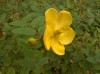 2743?width=100&height=80&name=hypericum-