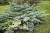 2749?width=100&height=80&name=juniperus-