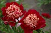 274?width=100&height=80&name=paeonia-lac