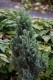 2750?width=100&height=80&name=juniperus-