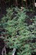 2751?width=100&height=80&name=juniperus-