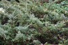 2752?width=100&height=80&name=juniperus-