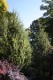 2753?width=100&height=80&name=juniperus-