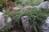 2755?width=100&height=80&name=juniperus-