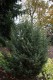 2756?width=100&height=80&name=juniperus-