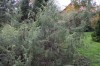 2757?width=100&height=80&name=juniperus-