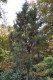 2759?width=100&height=80&name=juniperus-