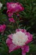 275?width=100&height=80&name=paeonia-lac