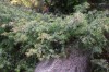 2760?width=100&height=80&name=juniperus-