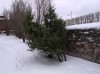 2761?width=100&height=80&name=juniperus-