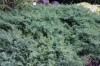 2762?width=100&height=80&name=juniperus-