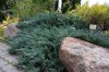 2763?width=100&height=80&name=juniperus-