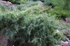 2764?width=100&height=80&name=juniperus-