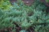 2765?width=100&height=80&name=juniperus-