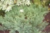 2766?width=100&height=80&name=juniperus-