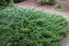 2767?width=100&height=80&name=juniperus-