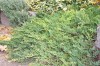 2768?width=100&height=80&name=juniperus-