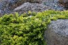 2769?width=100&height=80&name=juniperus-