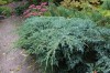 2770?width=100&height=80&name=juniperus-