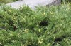 2771?width=100&height=80&name=juniperus-