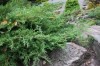 2772?width=100&height=80&name=juniperus-