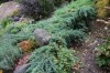 2773?width=100&height=80&name=juniperus-