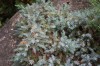 2774?width=100&height=80&name=juniperus-