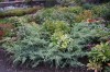 2775?width=100&height=80&name=juniperus-