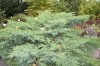 2776?width=100&height=80&name=juniperus-