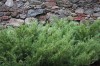 2777?width=100&height=80&name=juniperus-