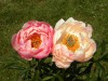 277?width=100&height=80&name=paeonia-lac