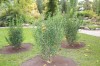 2789?width=100&height=80&name=ligustrum-