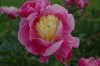 278?width=100&height=80&name=paeonia-lac