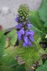 2792?width=100&height=80&name=lobelia-si